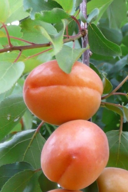 Абрикос Вондер Кот ранній сорт